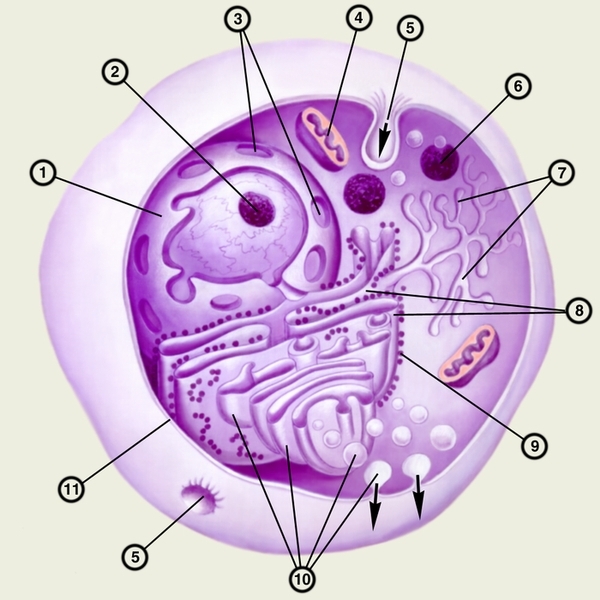 ядро эукариотической клетки