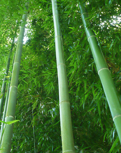 бамбук мадаке