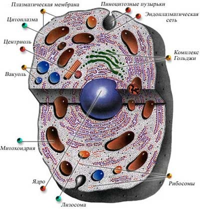 эукариотическая клетка