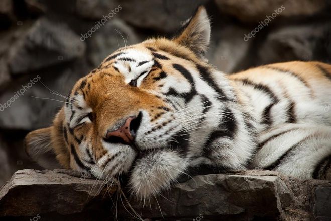 придавить на массу, спящий тигр, фотографии тигров