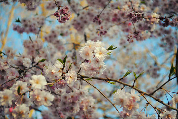 цветущие деревья весной