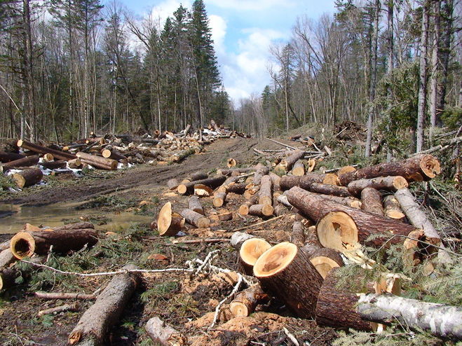 вырубка экология тест окружающий мир лес лесная зона