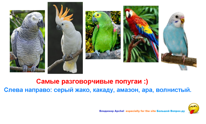 как научить попугая говорить, какие попугаи учаться говорить, какие попугаи умеют говорить больше других, самые говорящие попугаи