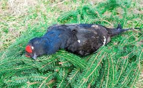 Черная птица с красными бровями