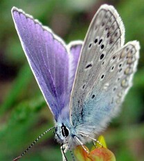 бабочка голубянка