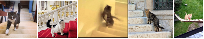 кот, поднимающийся по лестнице