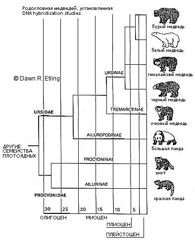 Эволюция медведей
