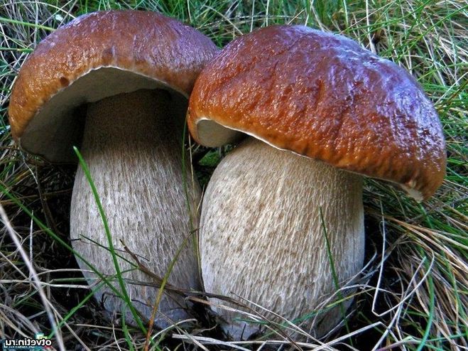 Где растут грибы в Челябинске форум