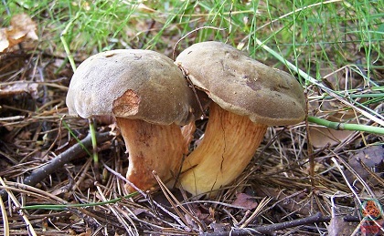 Как сушить грибы моховики? Можно ли сушить моховики, какие способы?