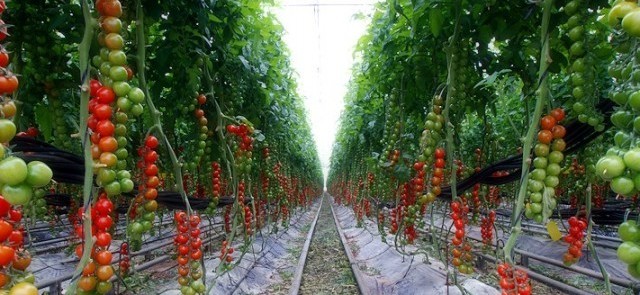 когда сажать помидоры в 2019 в открытый грунт и теплицу