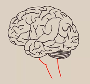 рисунок с головным мозгом человека поэтапно