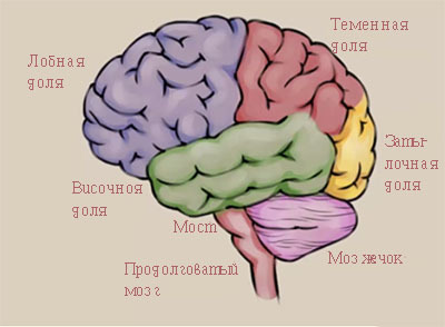 рисунок с головным мозгом человека поэтапно