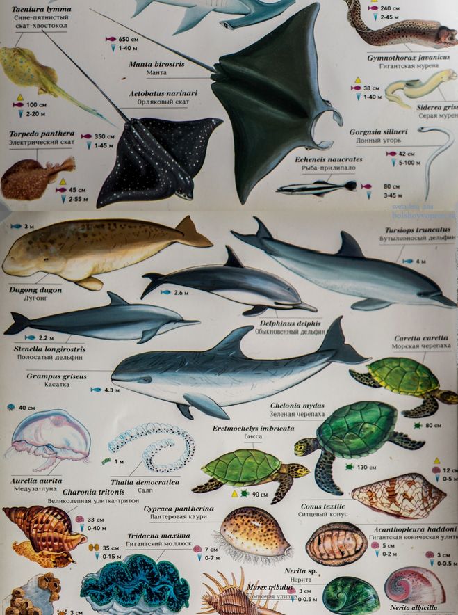 Рыбы и другие обитатели Красного моря