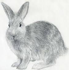 рисунок с зайцем