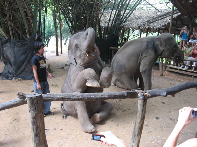 Таиланд. Слоновья деревня.