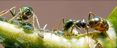 Что едят муравьи.