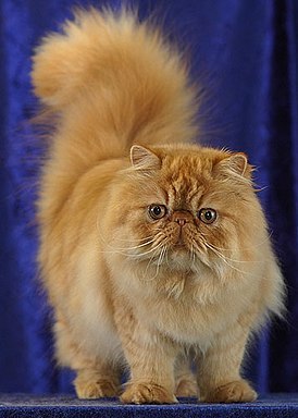 персидская порода кошек