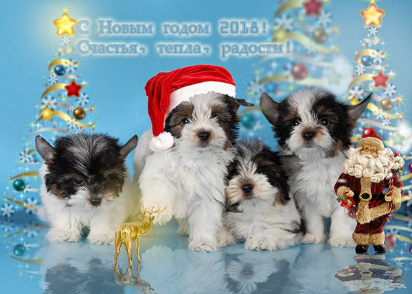 прикольные, забавные, смешные открытки в Новый год Собаки