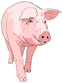 картинка свинка для поздравления на Новый год 2019 Свиньи