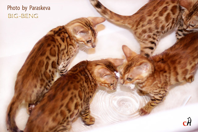 Котята из Питомника бенгальских кошек Big-Beng.