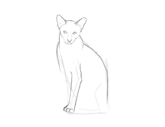 Как нарисовать сиамскую породу кошек