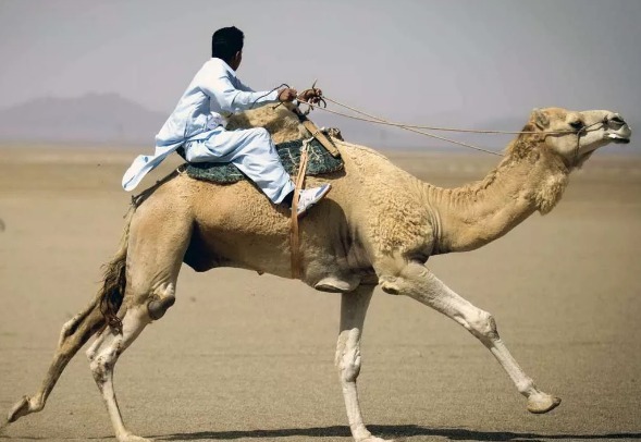 бедуин на верблюде в пустные