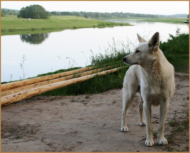 Собака на фоне реки Волги