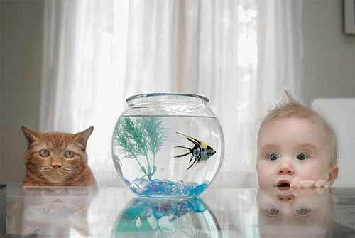 Ребенок, кошка и рыбка в аквариуме
