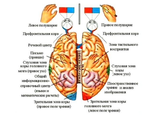 полушария мозга