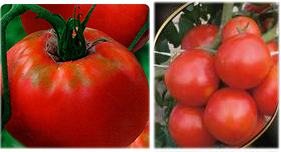 томат сорта "Аппетитный"