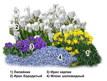 Как сочетаются ирисы с друг. цветами, растениями? Как подобрать для сада?