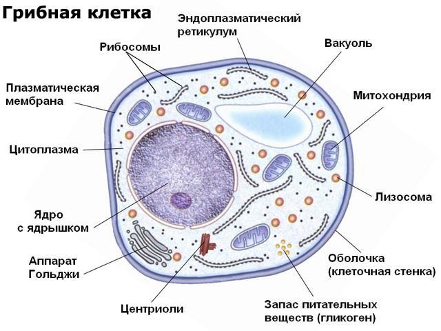 грибная клетка