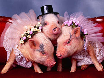 фото со свиньями