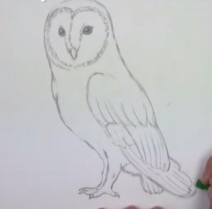 Как нарисовать сову карандашом поэтапно.