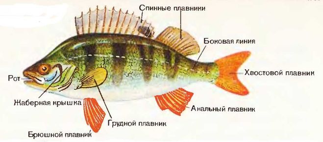 Как называется лицо у рыбы?