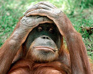 У шимпанзе и орангутангов тоже бывает кризис среднего возраста?