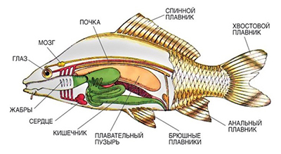 строение рыбы