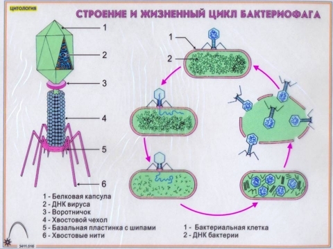 схема проникновения бактериофага в бактерию