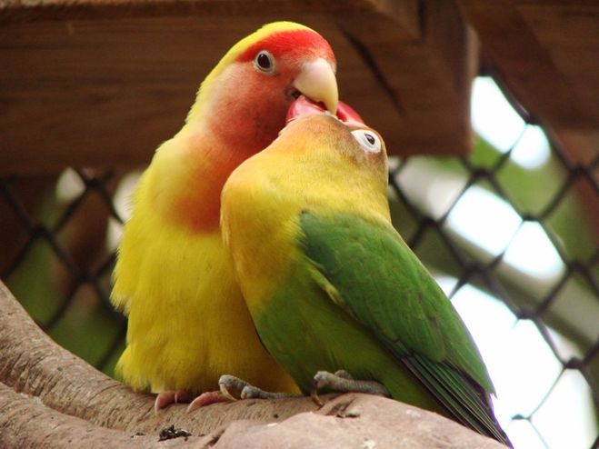попугаи неразлучники розовощекие
