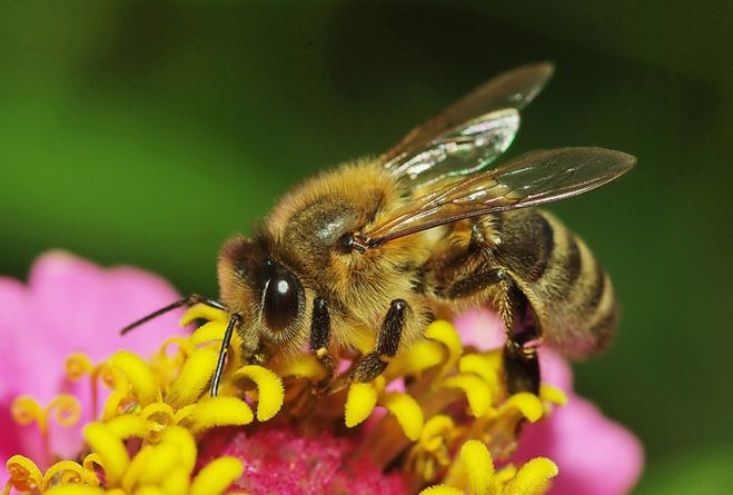 "Пчелы фото"