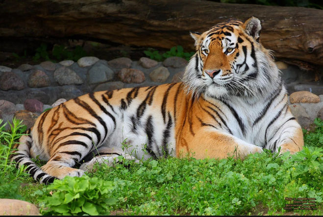 Сообщение о амурском тигре из Красной книги для детей окружающий мир