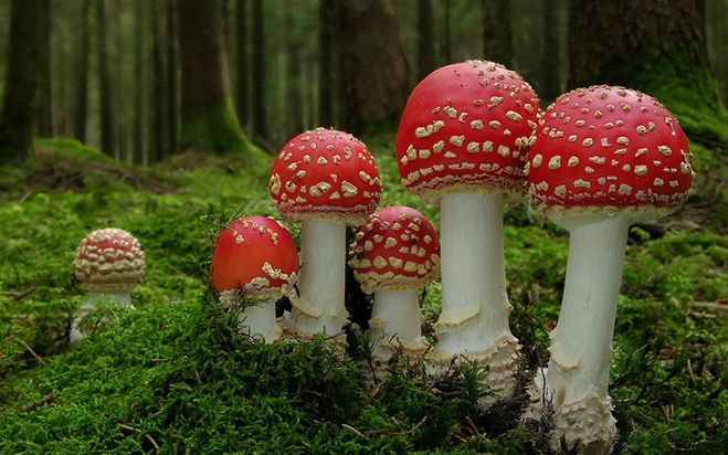царство грибов