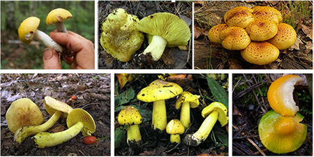 грибы лимонные, лимонники, какие бывают, что за грибы, фото, как готовить?