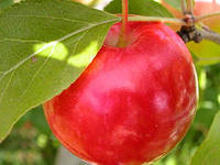 Почему из-за глобального потепления яблоки стали слаще