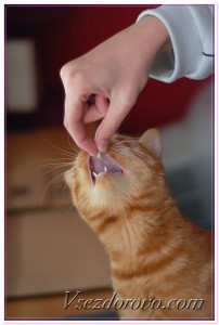 Можно ли коту давать бифидумбактерин