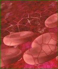 Что такое серповидноклеточная анемия, какие симптомы, лечение