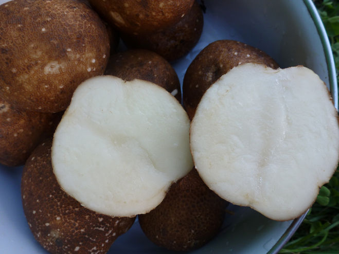 сорт картошки Киви