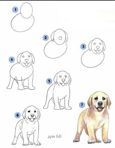как нарисовать щенка