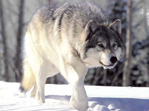 Почему волка называют санитаром леса?