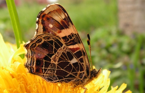 Бабочка на цветке Крупно Макросъёмка
